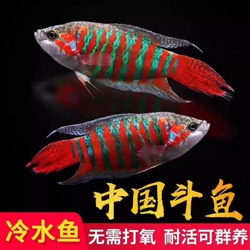 中国斗鱼普叉巨普活鱼冷水鱼耐养不打氧活体观赏鱼花手巾耐活鱼苗