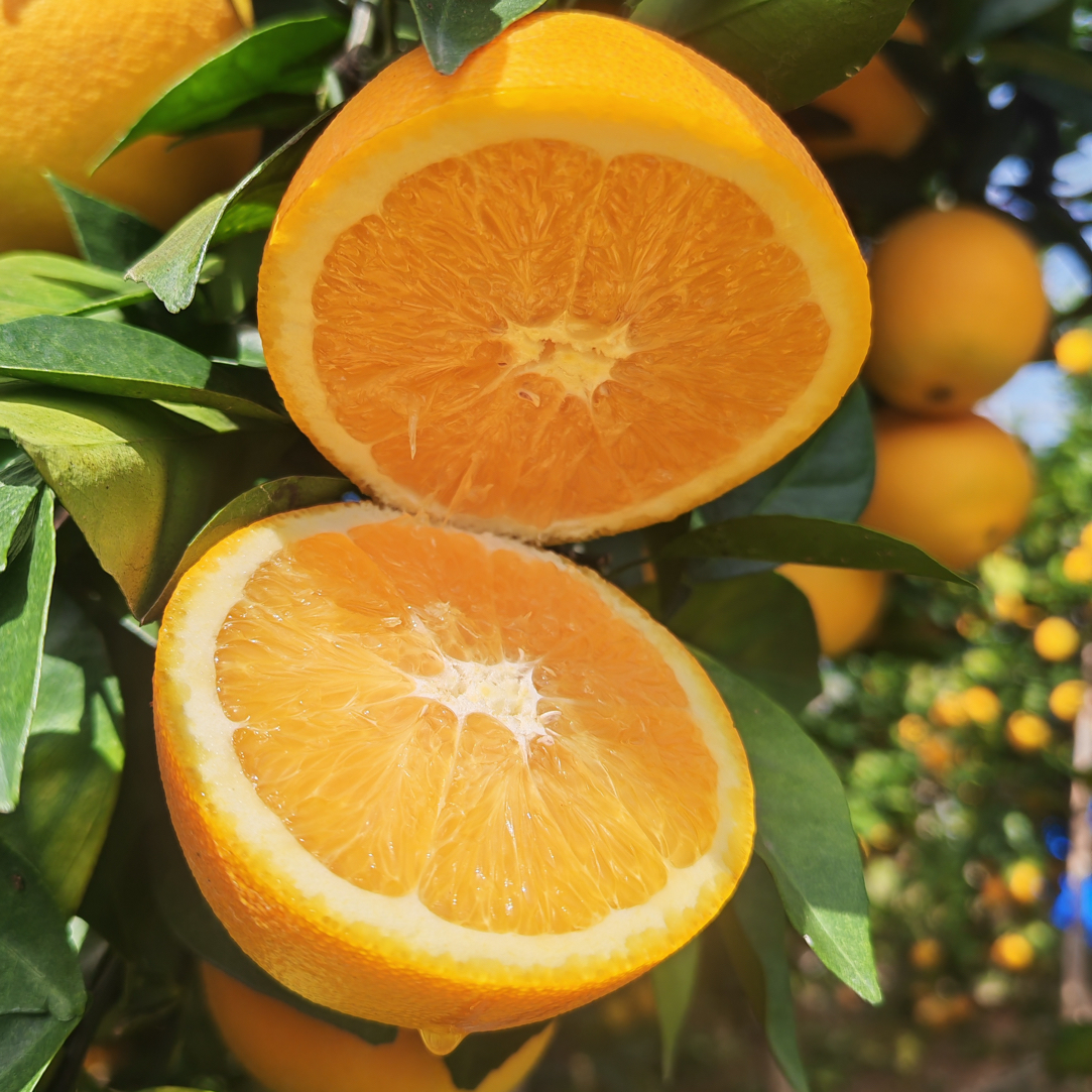 寻乌精品正宗赣南脐橙彩箱现采现摘寻乌应季水果产地直发新鲜脐橙