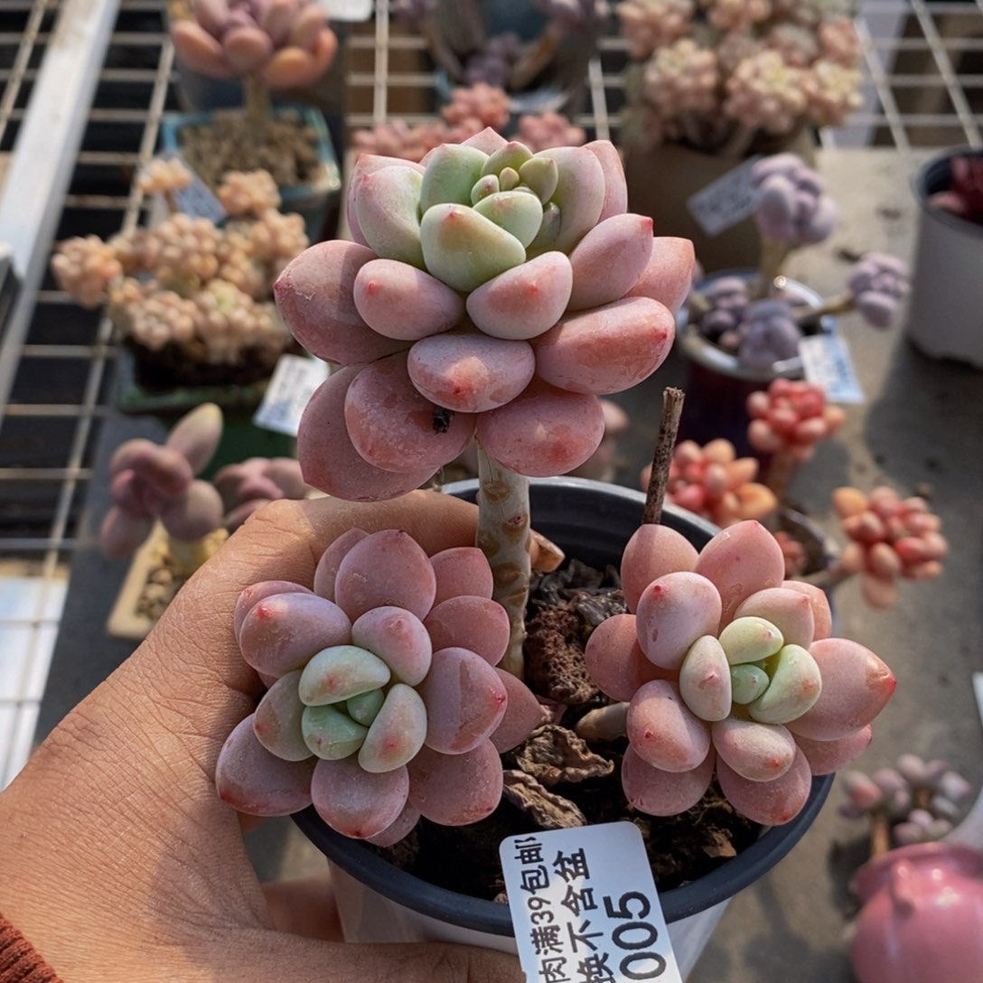 樱花洛神005/8c m