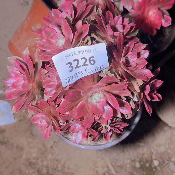 3226浣纱多肉植物2号