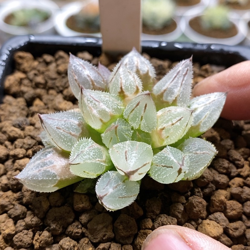 【闪购商品】41冰葵