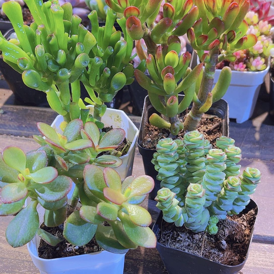 招财猫。吸财树。摇钱树。钱多