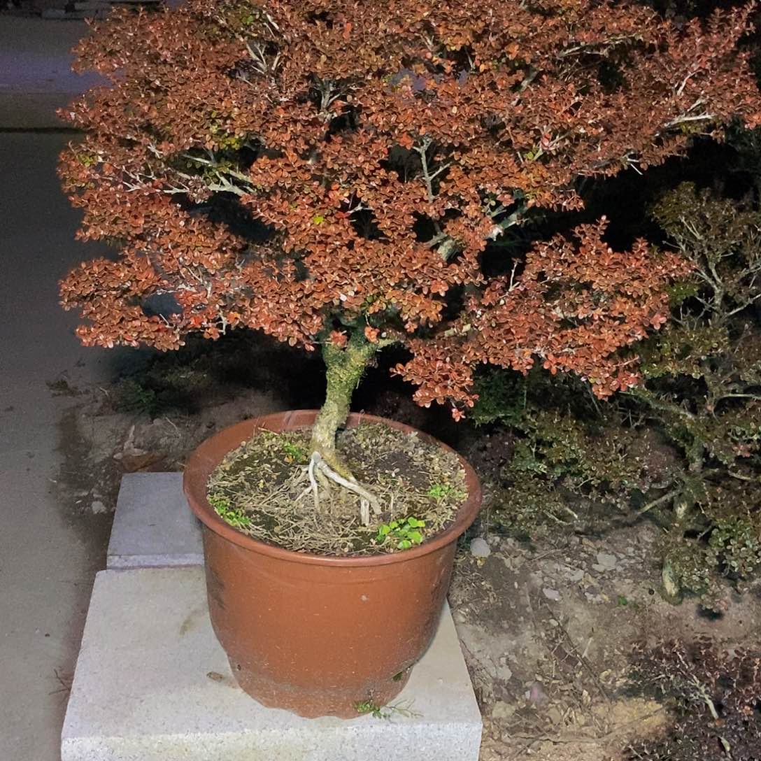 广***汉安徽大别山珍珠黄杨