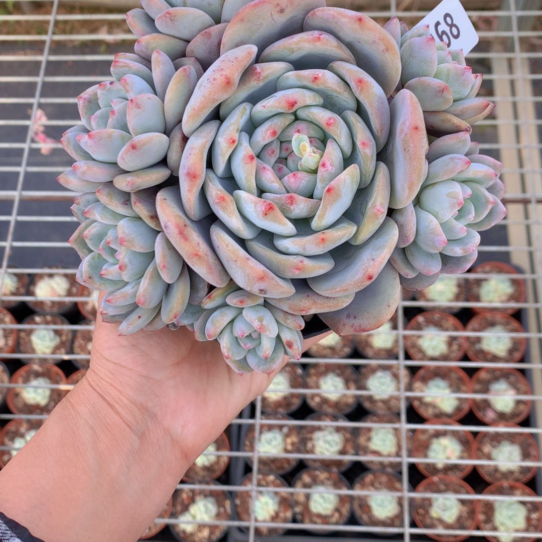 2268多头一个大帅哥！一不