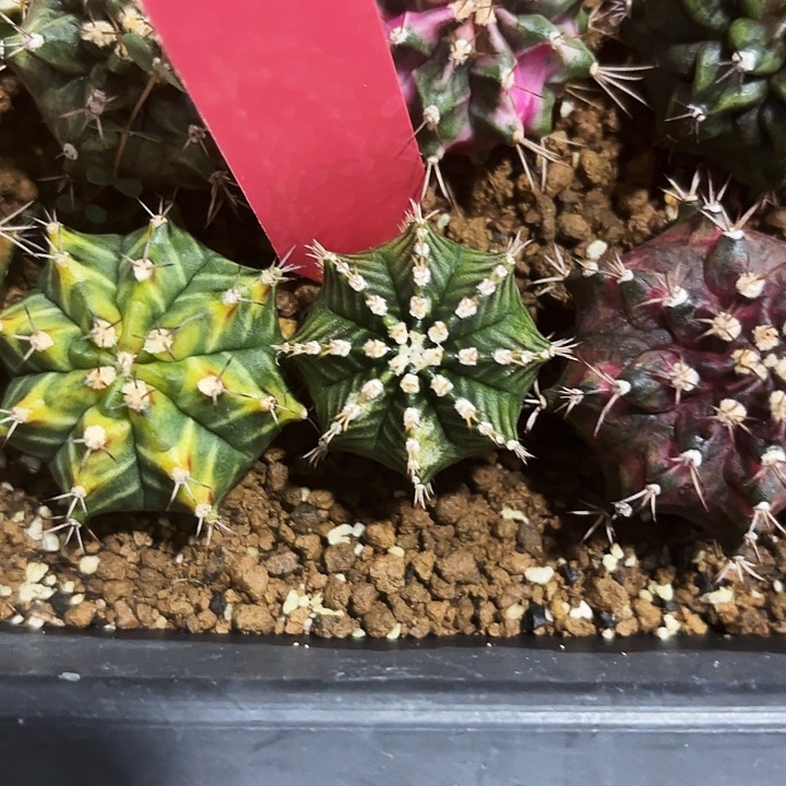 646-0525泰国发货