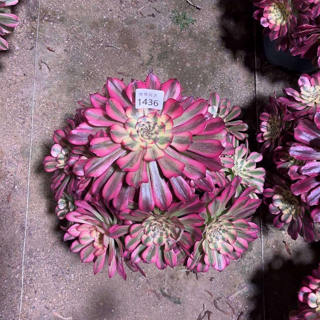 多肉法师维纳斯1436