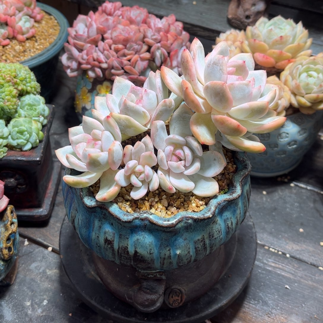 橙梦露腹轮锦自然群