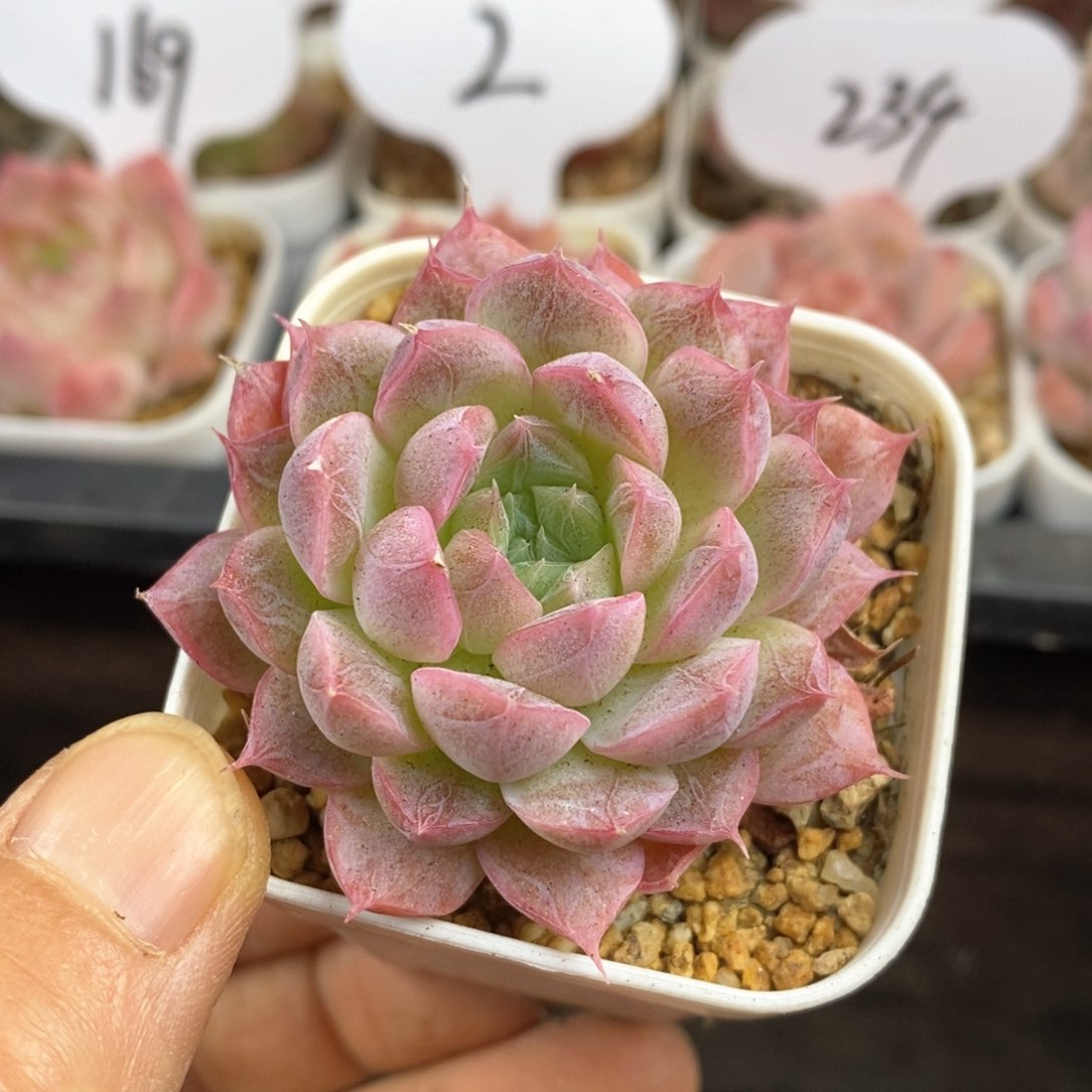 精品多肉一物一拍135