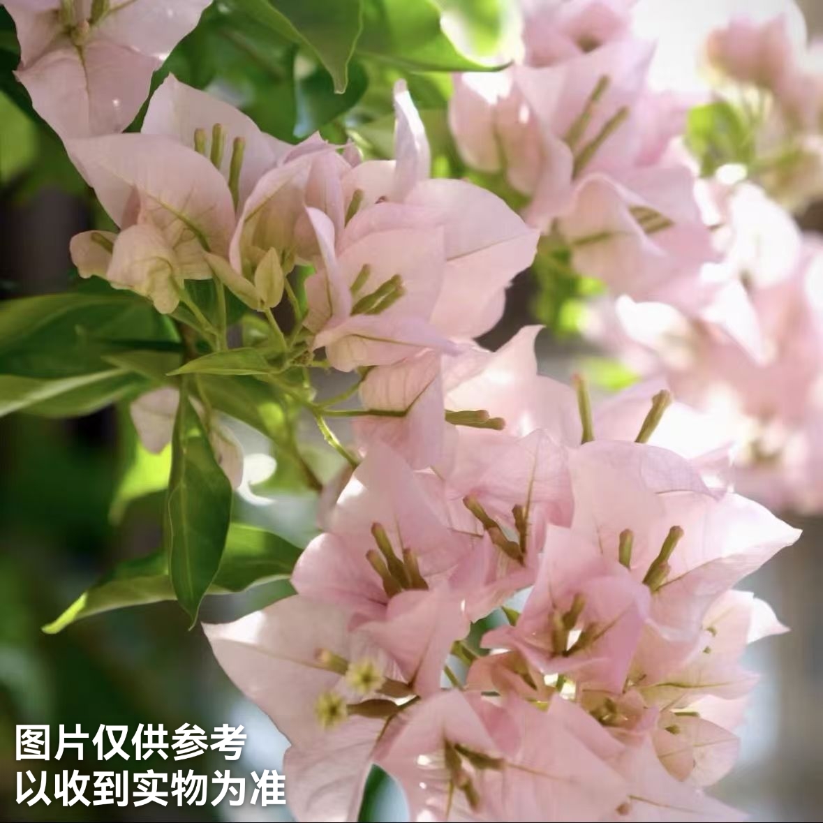 【粉天使】三角梅四季开花勤花品种阳台基地直发