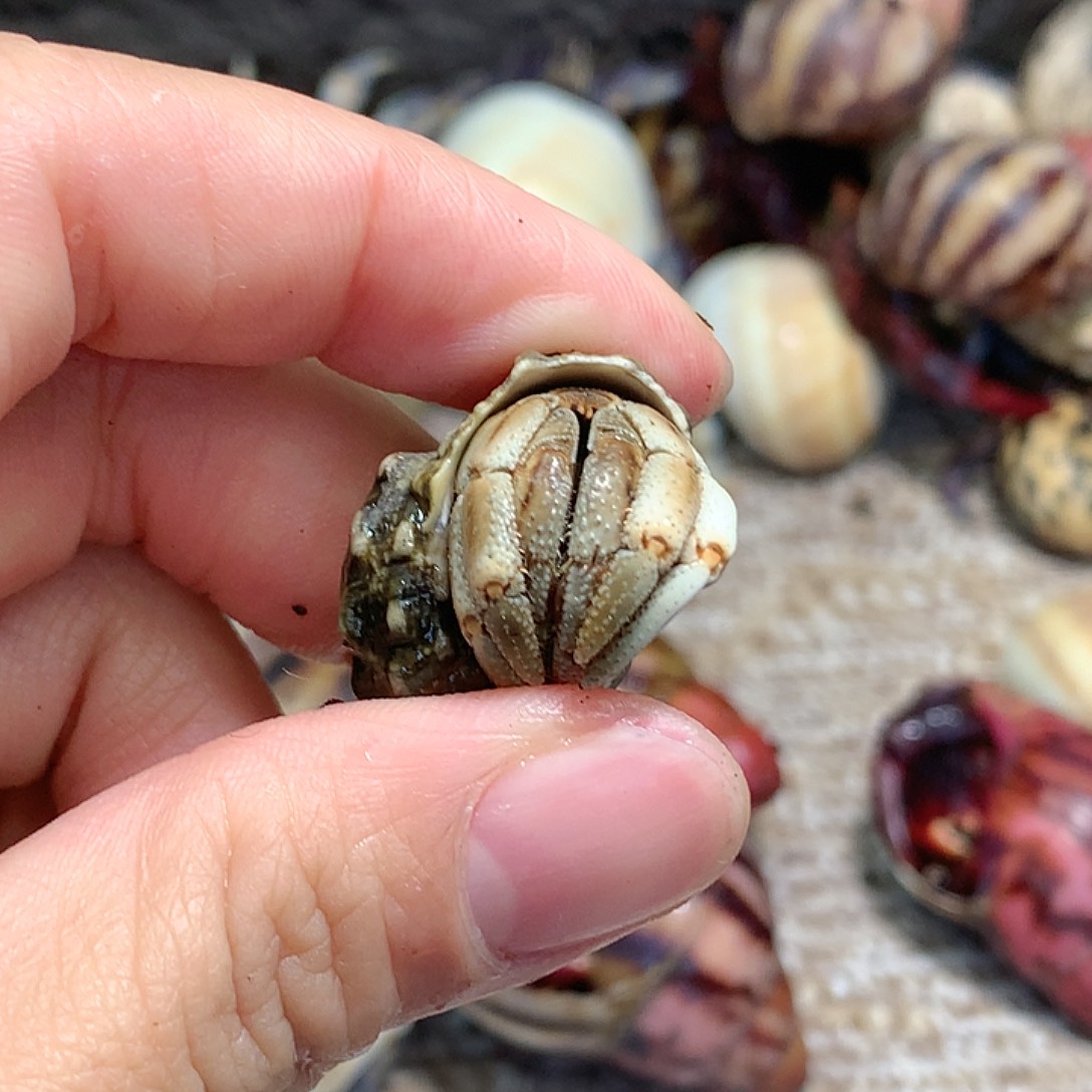 1.5口径奔跑的寄居蟹20号