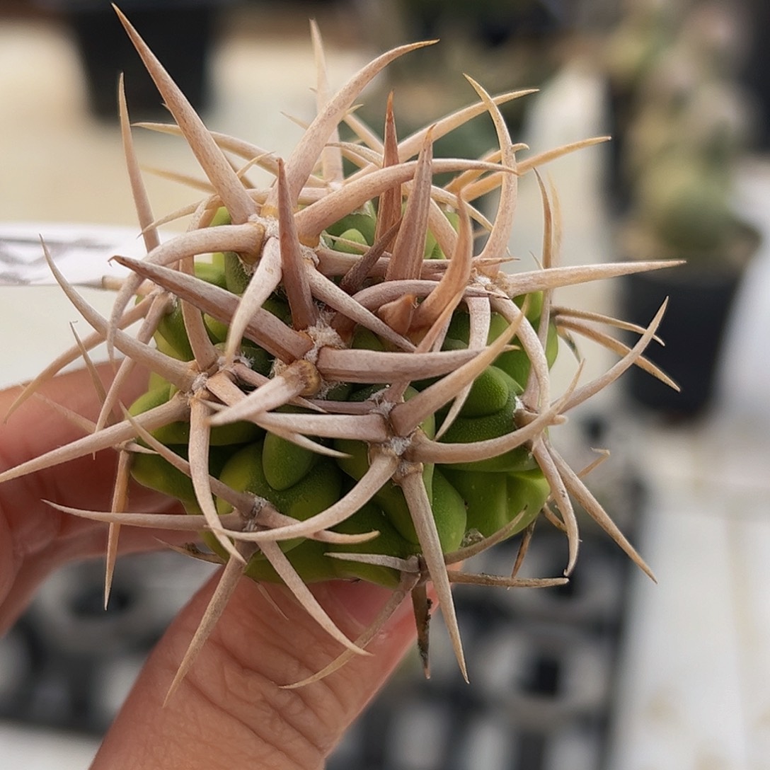 444特豪刺碧岩玉88888888