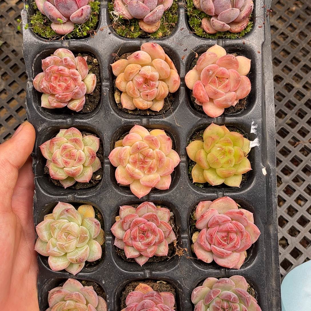 多肉一物一拍13-56