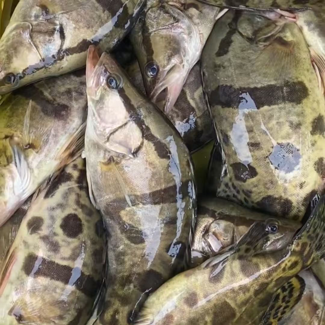 9-9.5斤顺丰包邮 4-5条 东北冷水野生奥花鱼 保鲜不保活