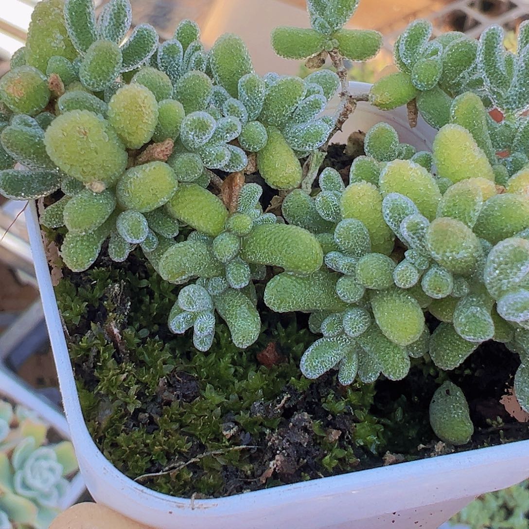 冰晶枝干19包邮多肉