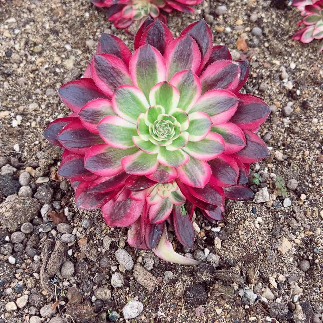 荔枝大单头带崽多肉植物