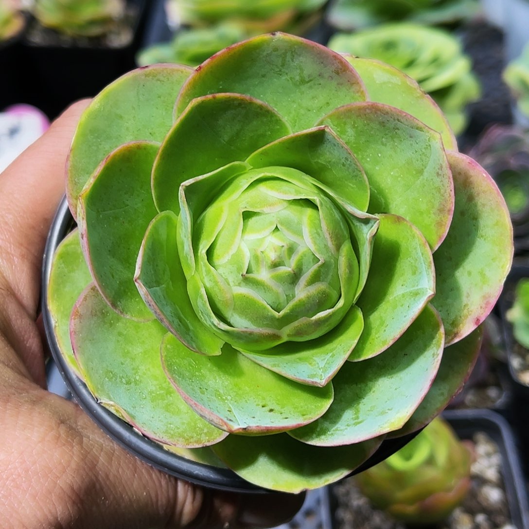 墨莎夏天头像同款 非偏远包邮 多肉