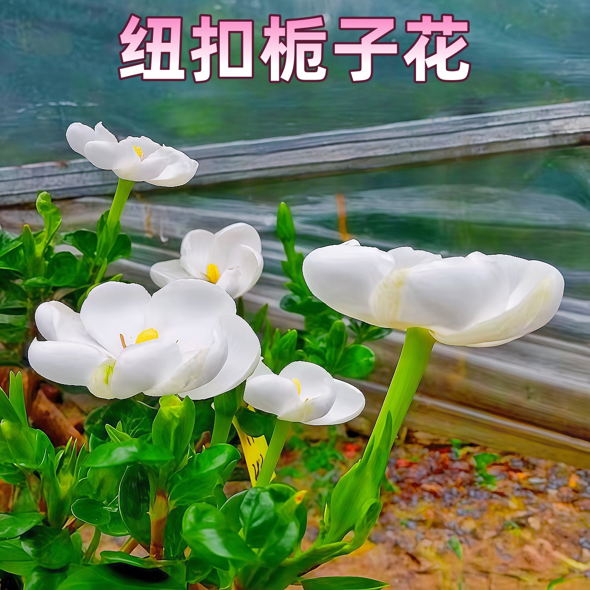 纽扣老桩栀子花贵货品种小叶栀子花浓香耐热绿植花卉室内外植物