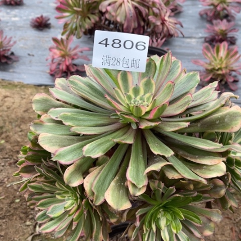 粉黛多肉多肉4806