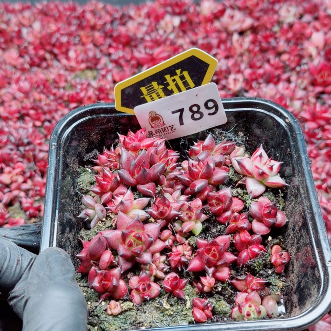 多肉植物多肉植物