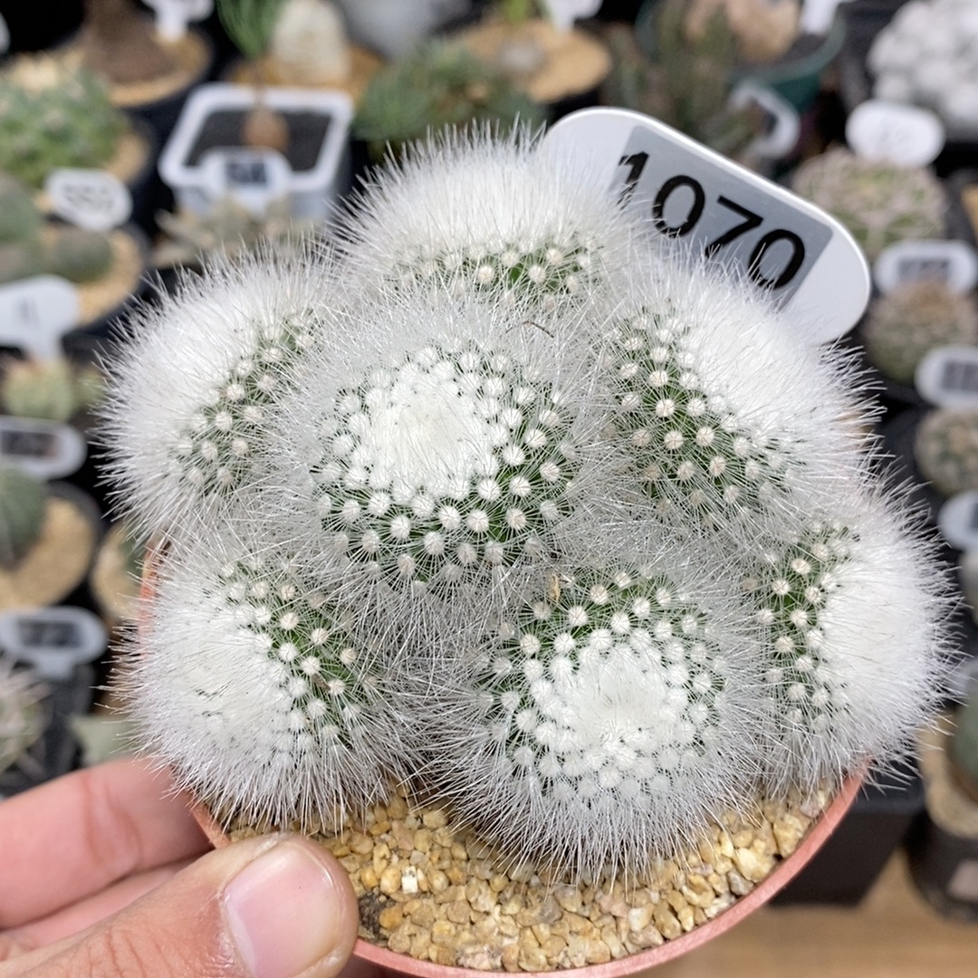 1070号实生白小丁群生10.5cm