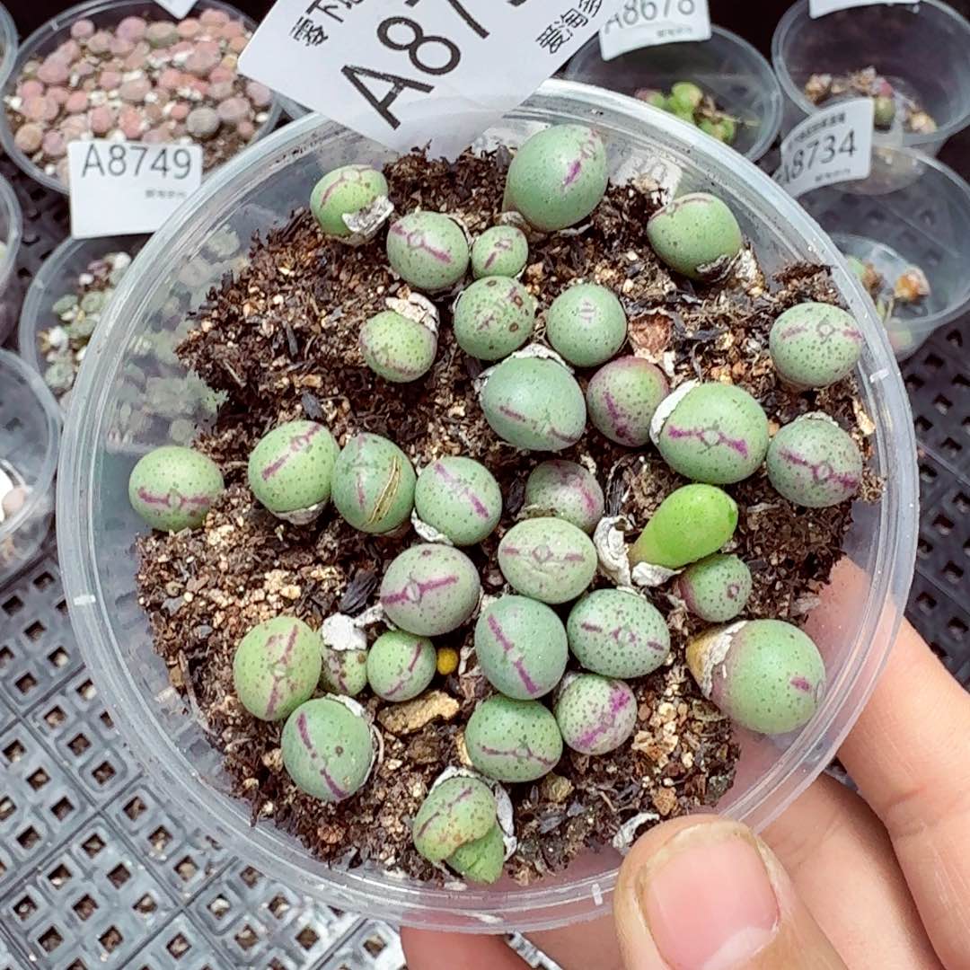 8753––零下地区需拍保温箱