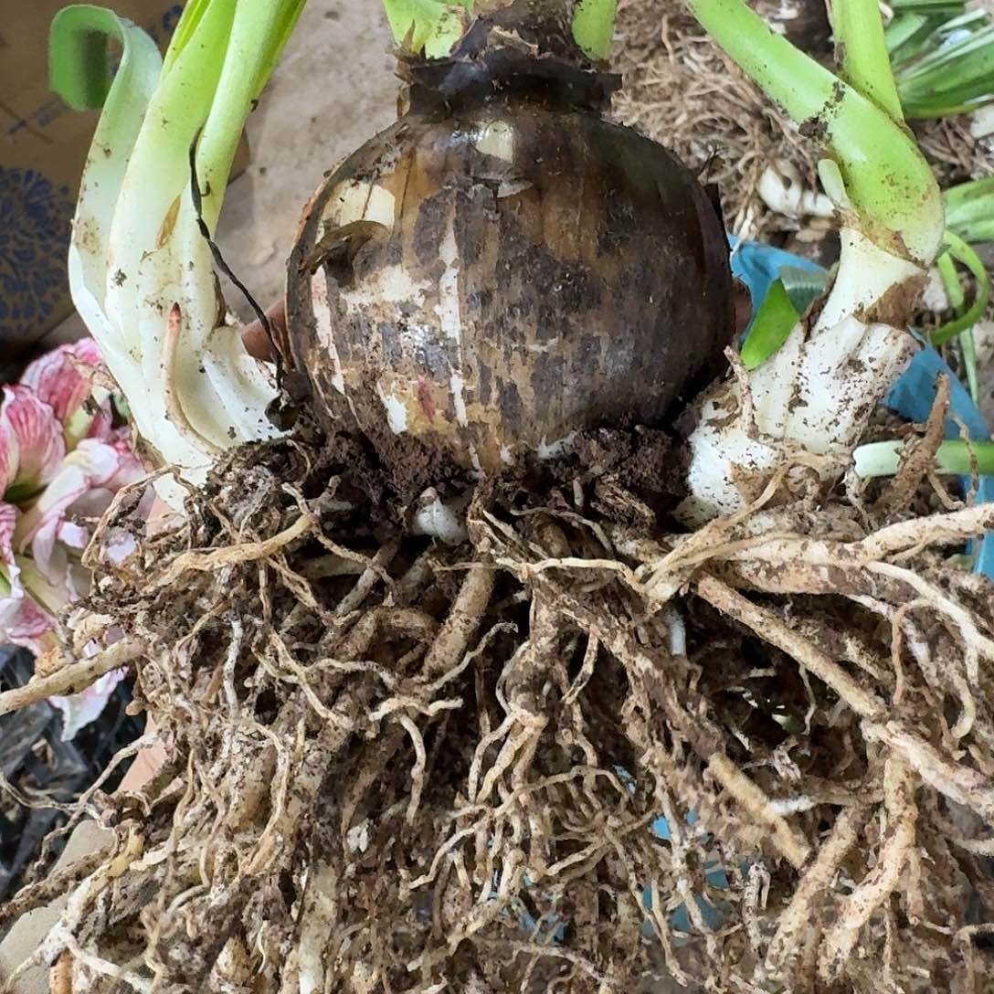 安吉拉8+带侧开花球发发发
