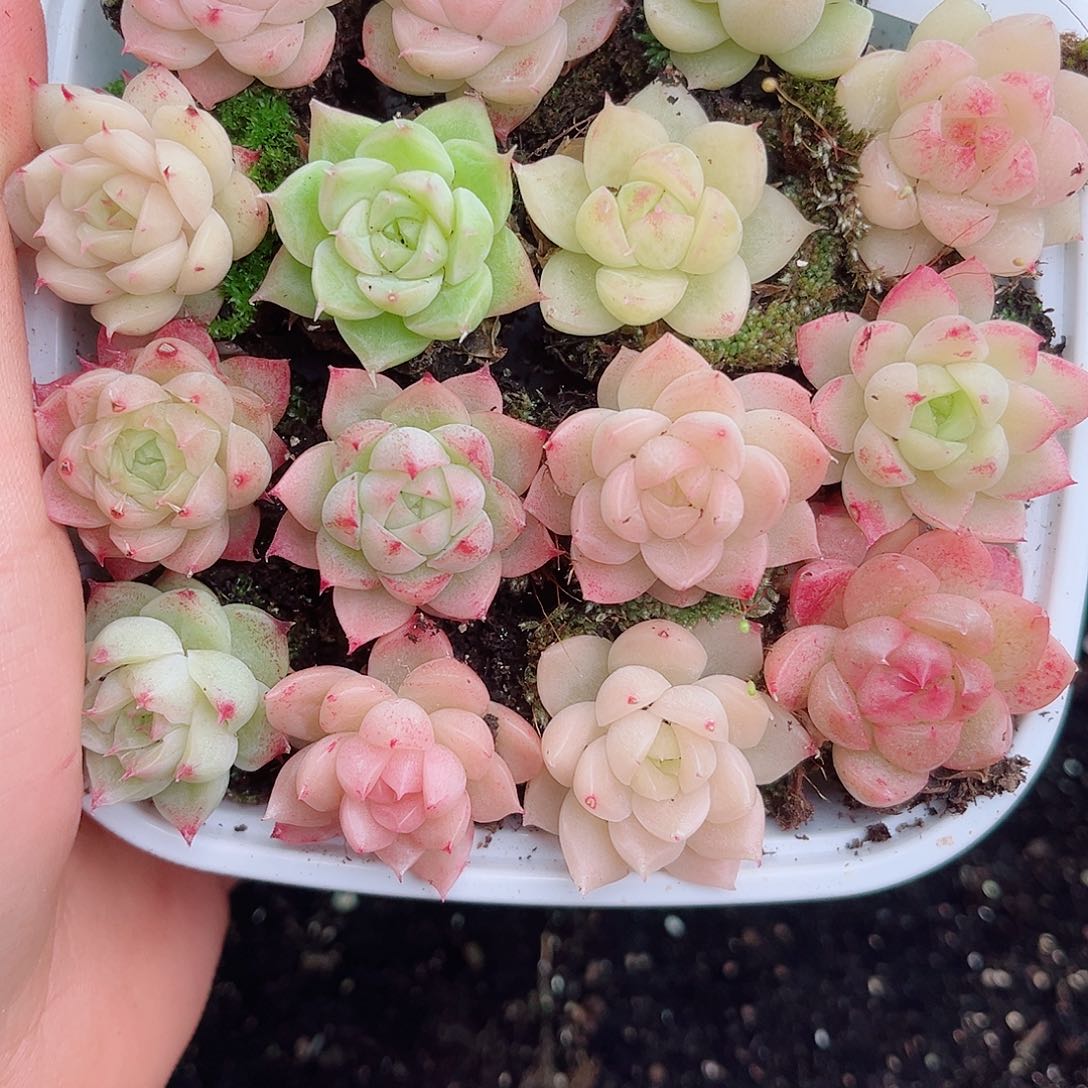 1-103 新疆西藏内蒙不发12.8包邮2-3公斤多肉