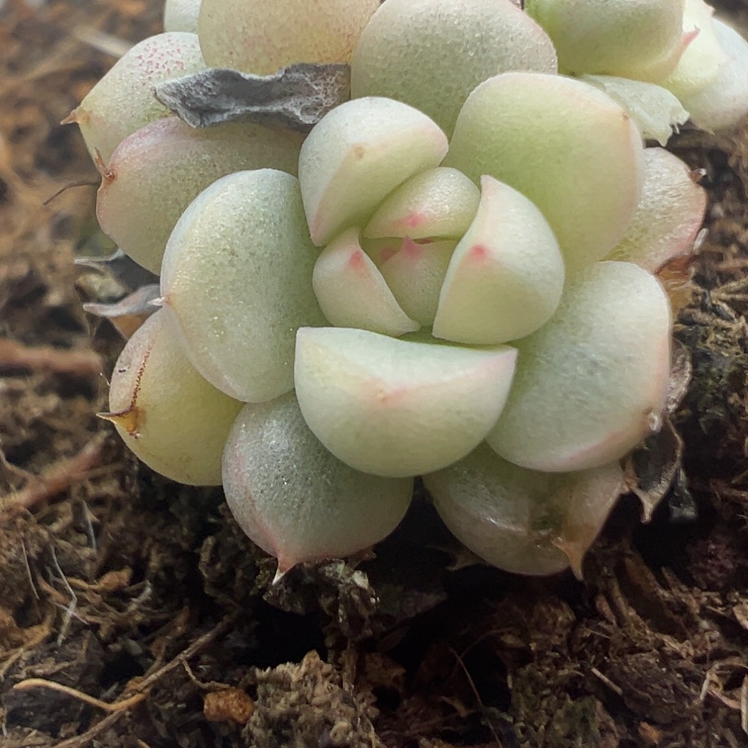 精品糖心锦一物一拍