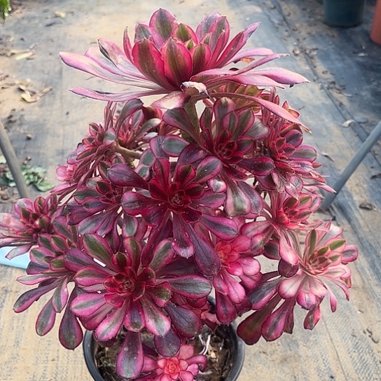 多肉植物法师50号