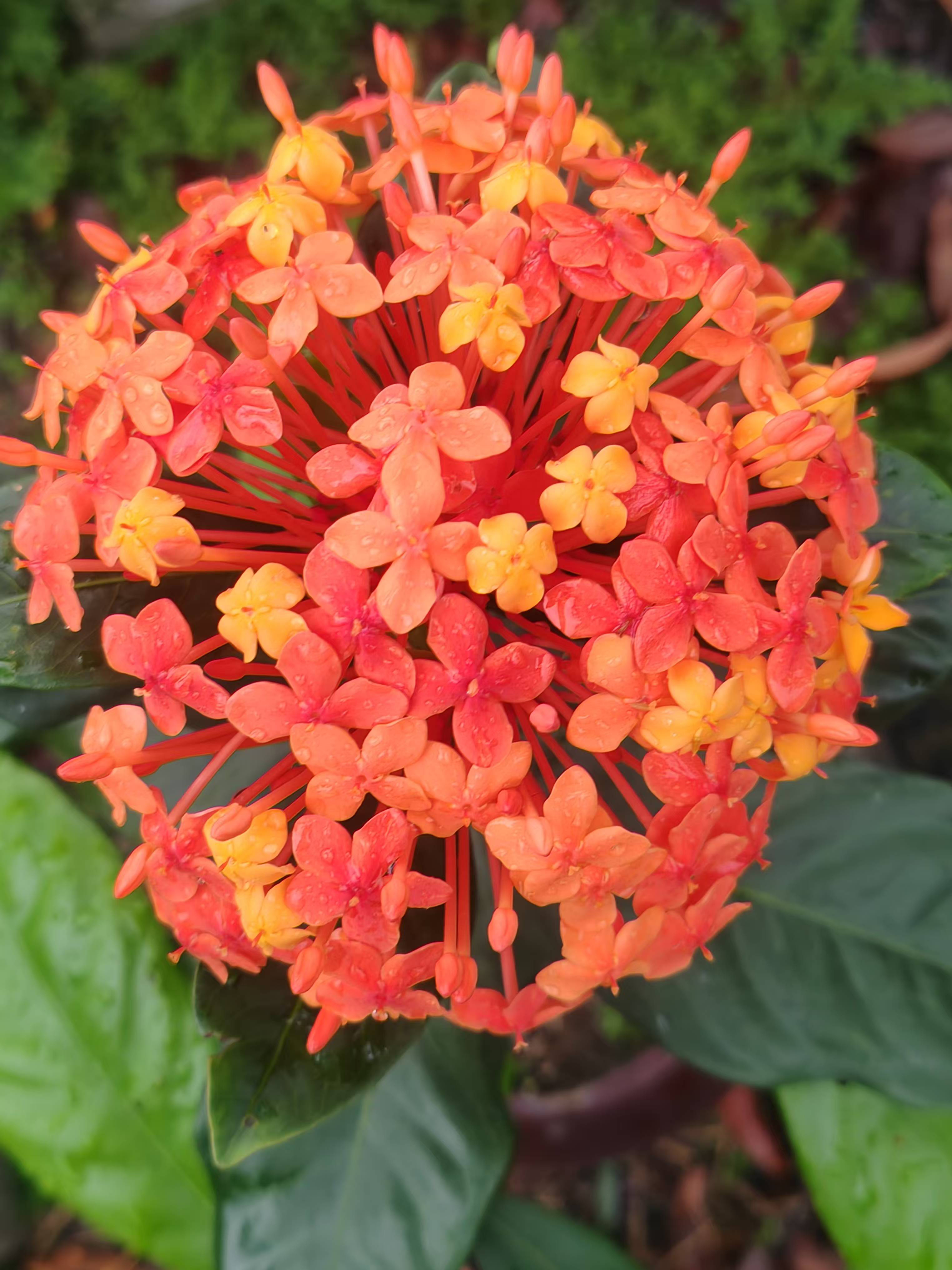 龙船花盆景四季开花期超长可观花观果耐热好养