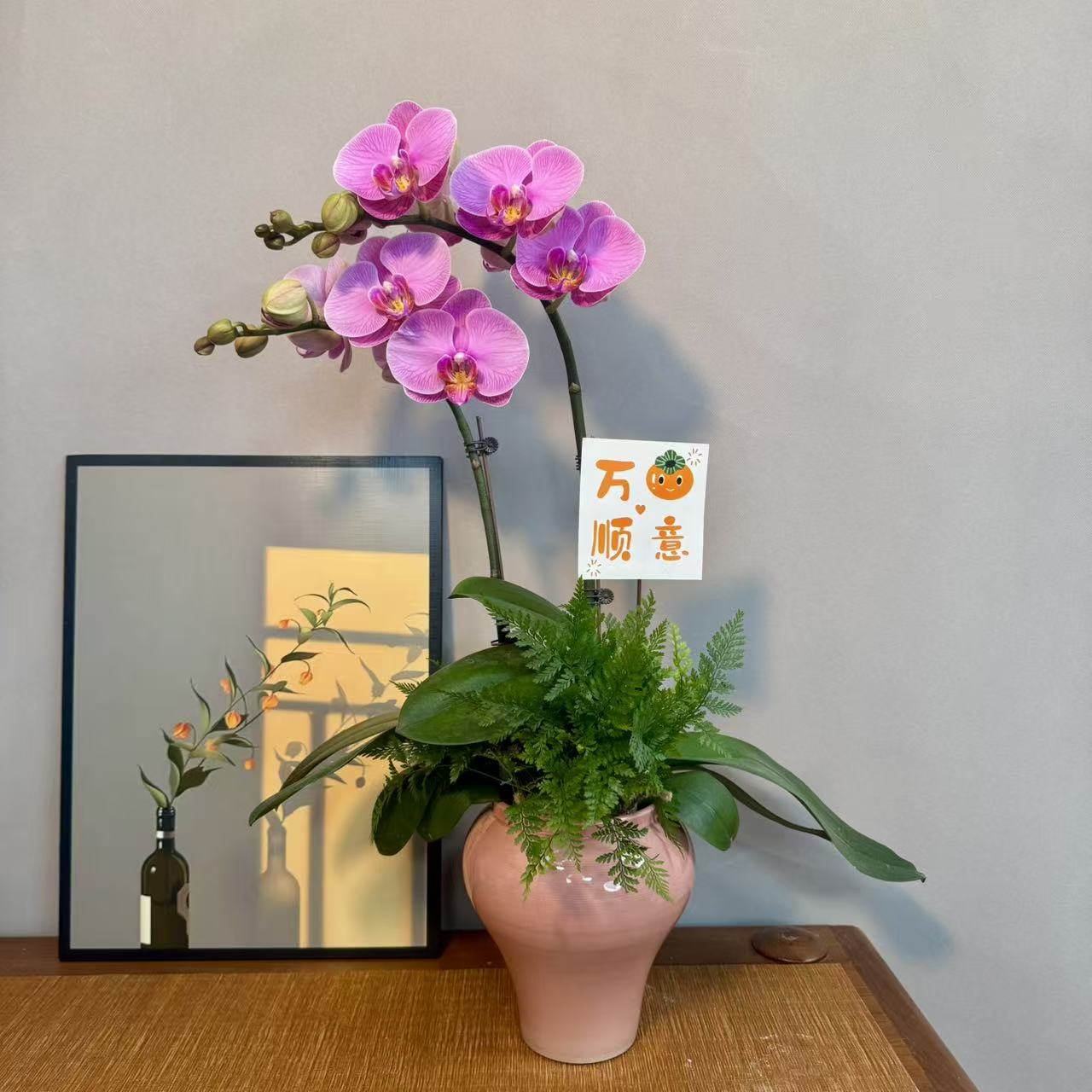 蝴蝶兰【石榴水晶】复古粉色植株室内礼品花高端绿植花卉小众品种