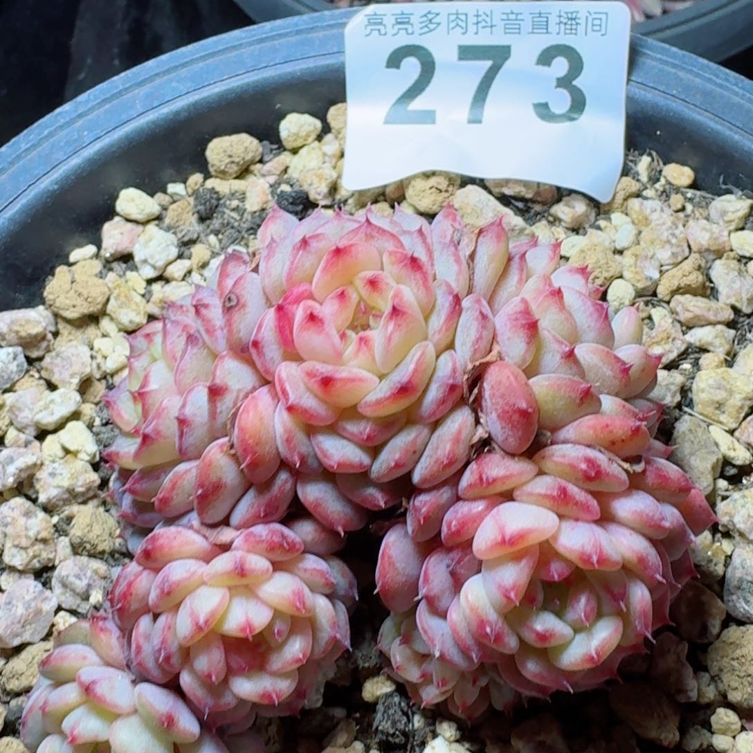 白胖子         精品多肉