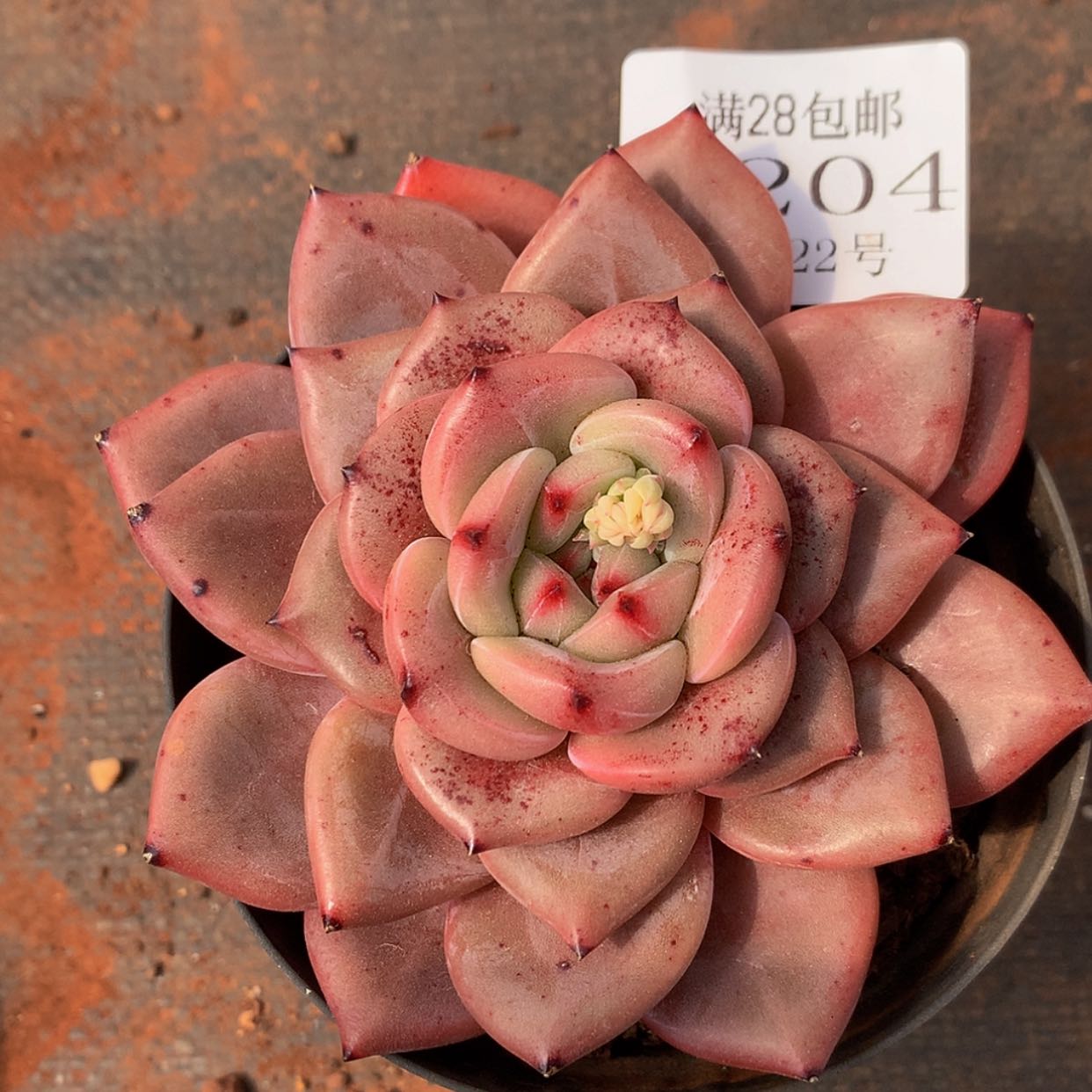 【闪购商品】云1204