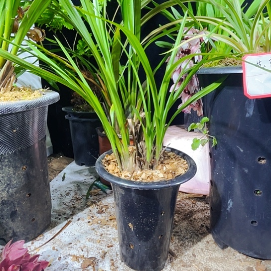 无花朵虎头兰虎头兰细叶虎头