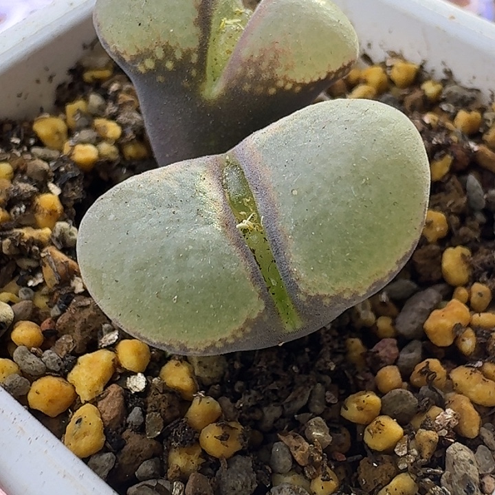 37号双头风铃一物一拍