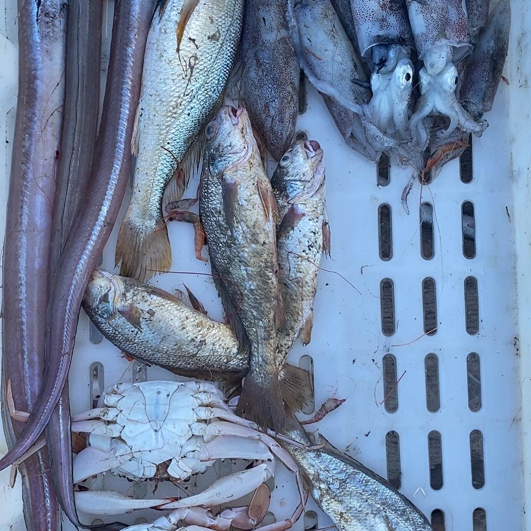 中国大陆白鳗鱿鱼3斤