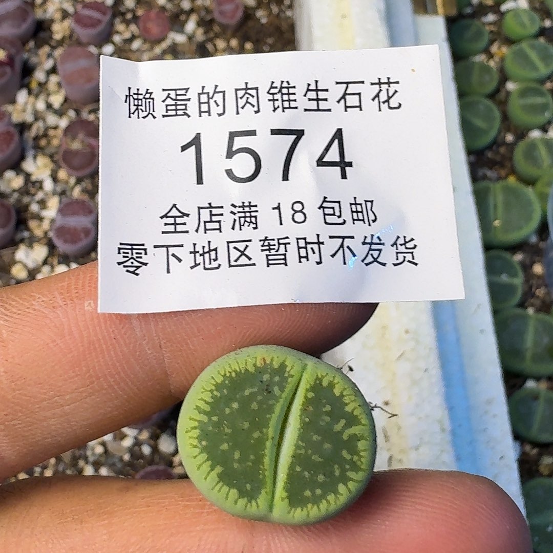 1574 哈哈哈哈哈哈哈哈哈