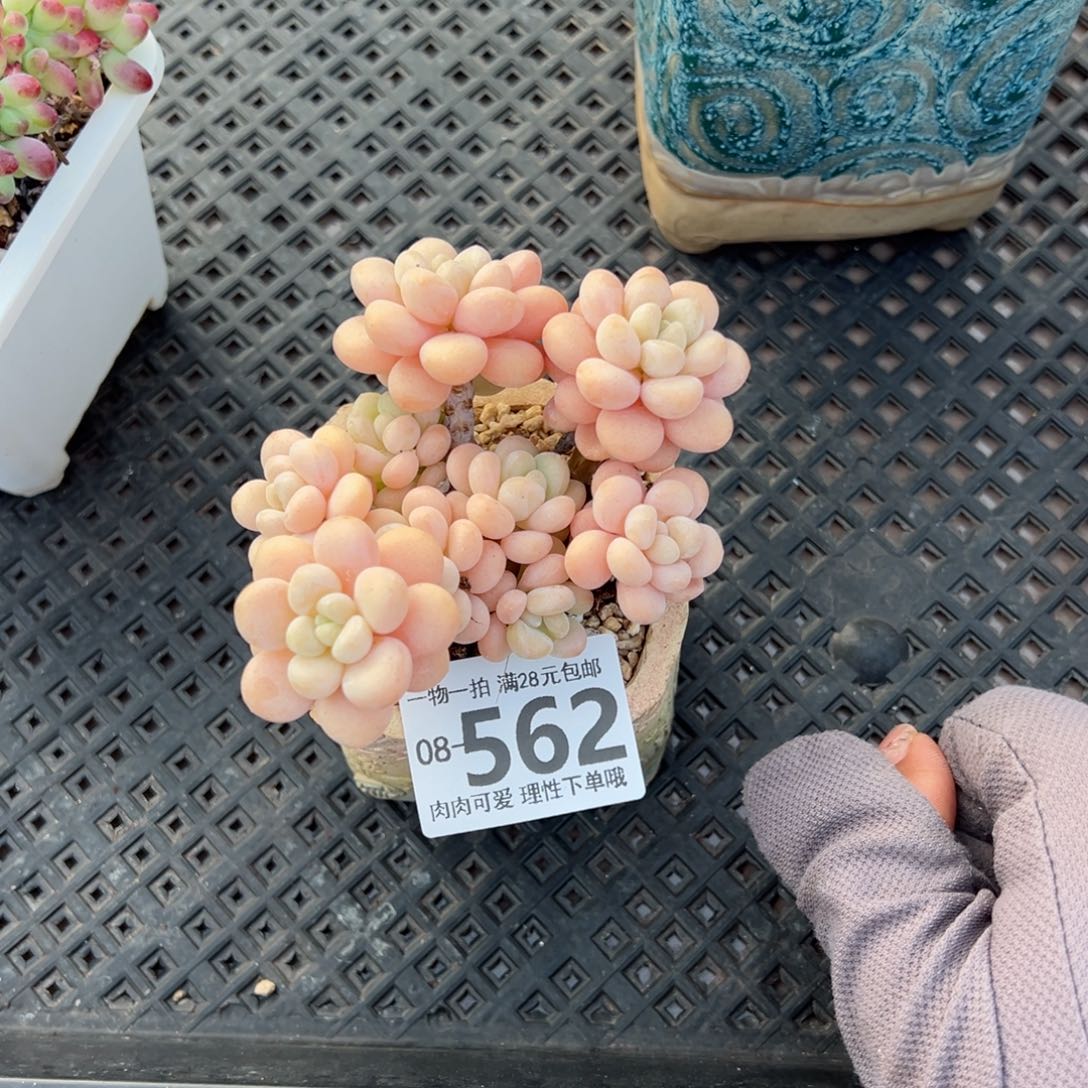 洛可可多肉多肉多肉多