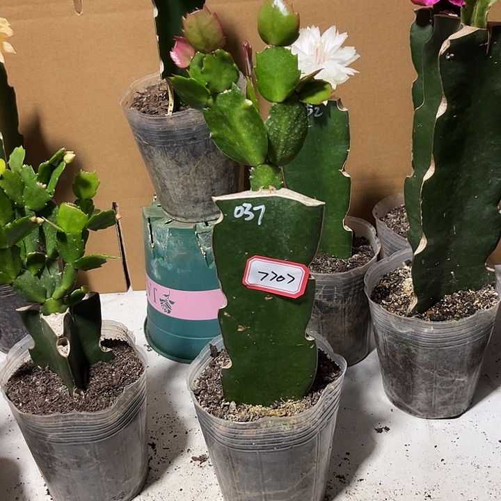 重***生当前无花朵，栽培后可花朵037