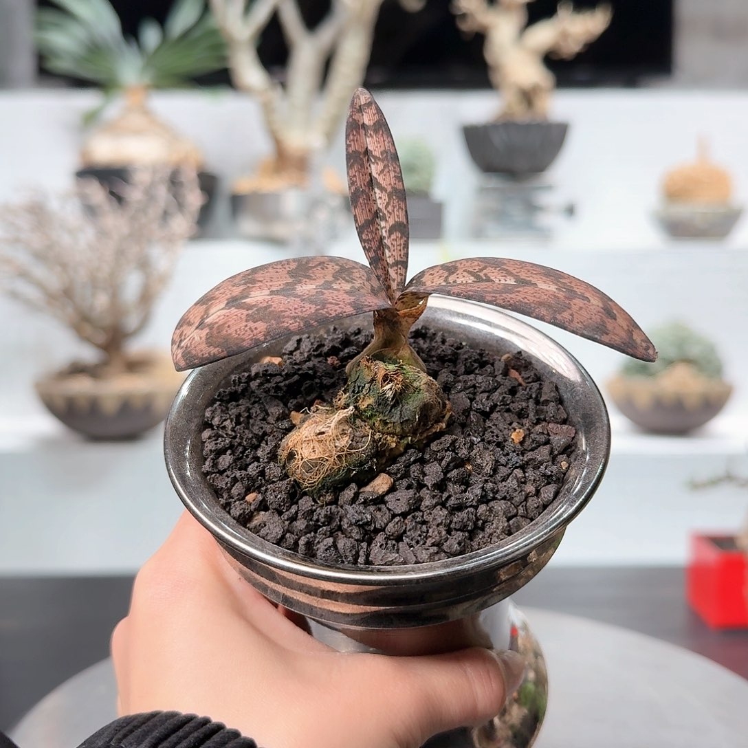 三头蛇皮兰 一物一拍06