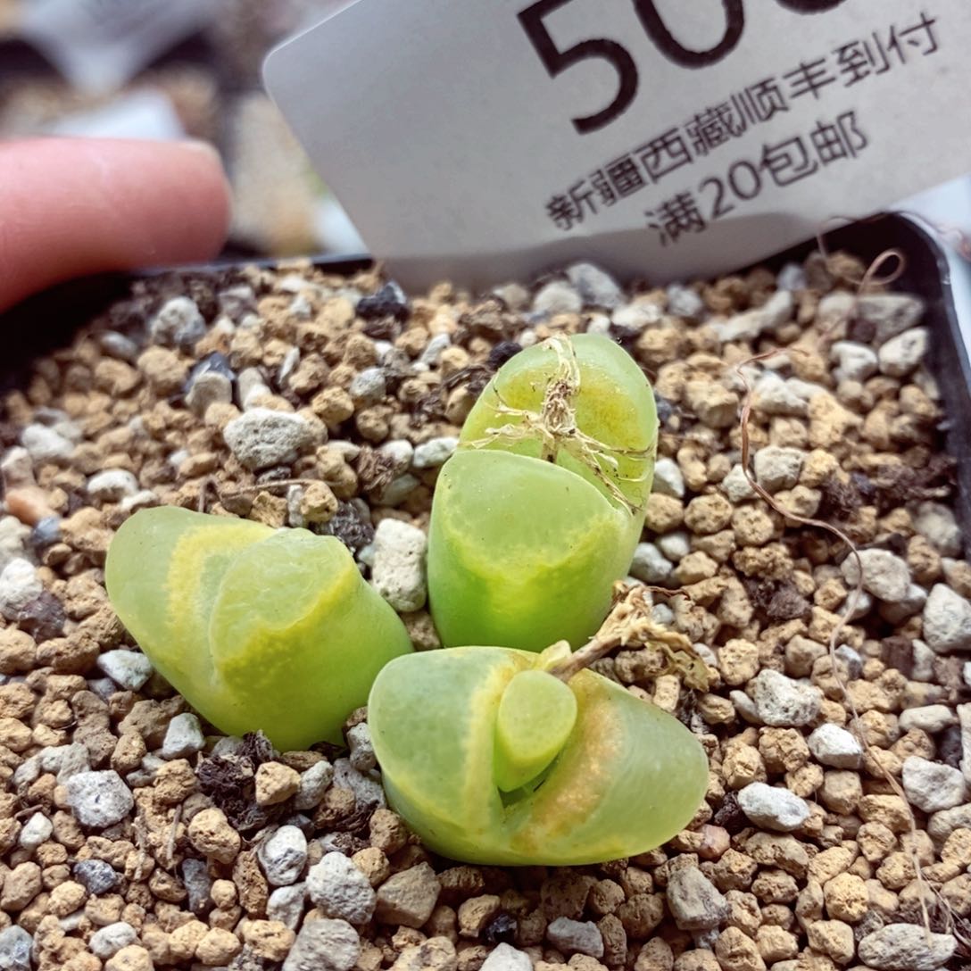 我的小姐姐们都是506