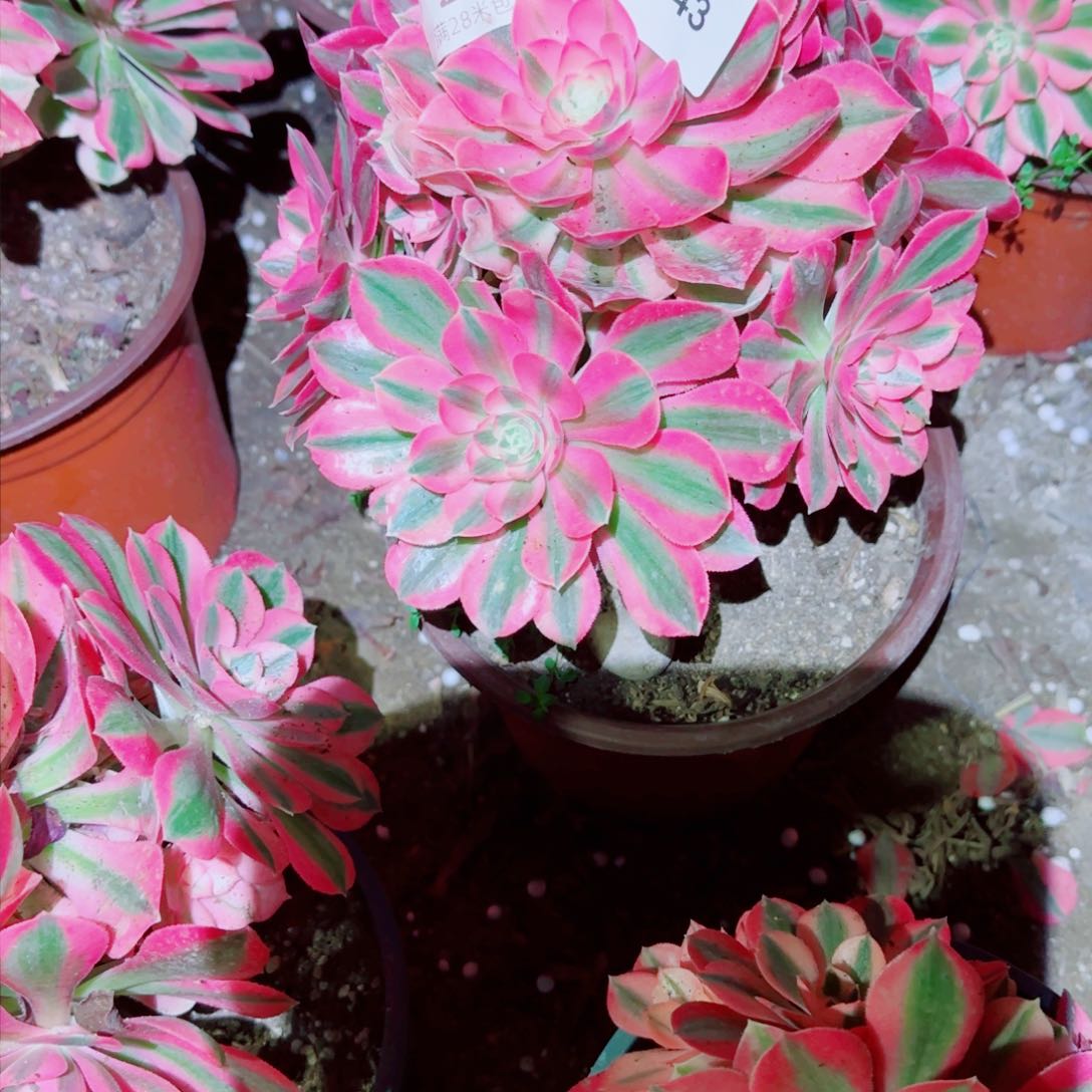 粉女巫法师多肉743