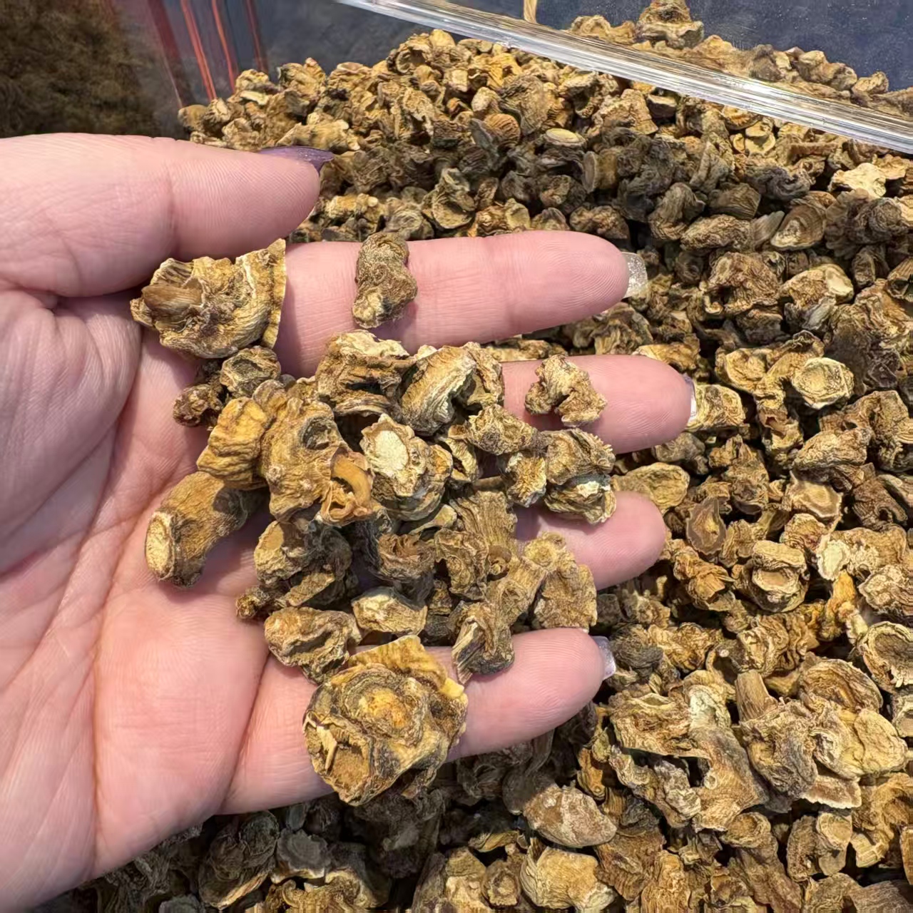 雅货参芦根头50g