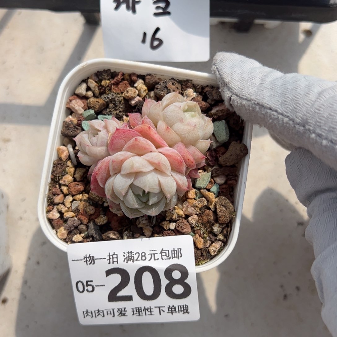 绯雪多肉多肉多肉