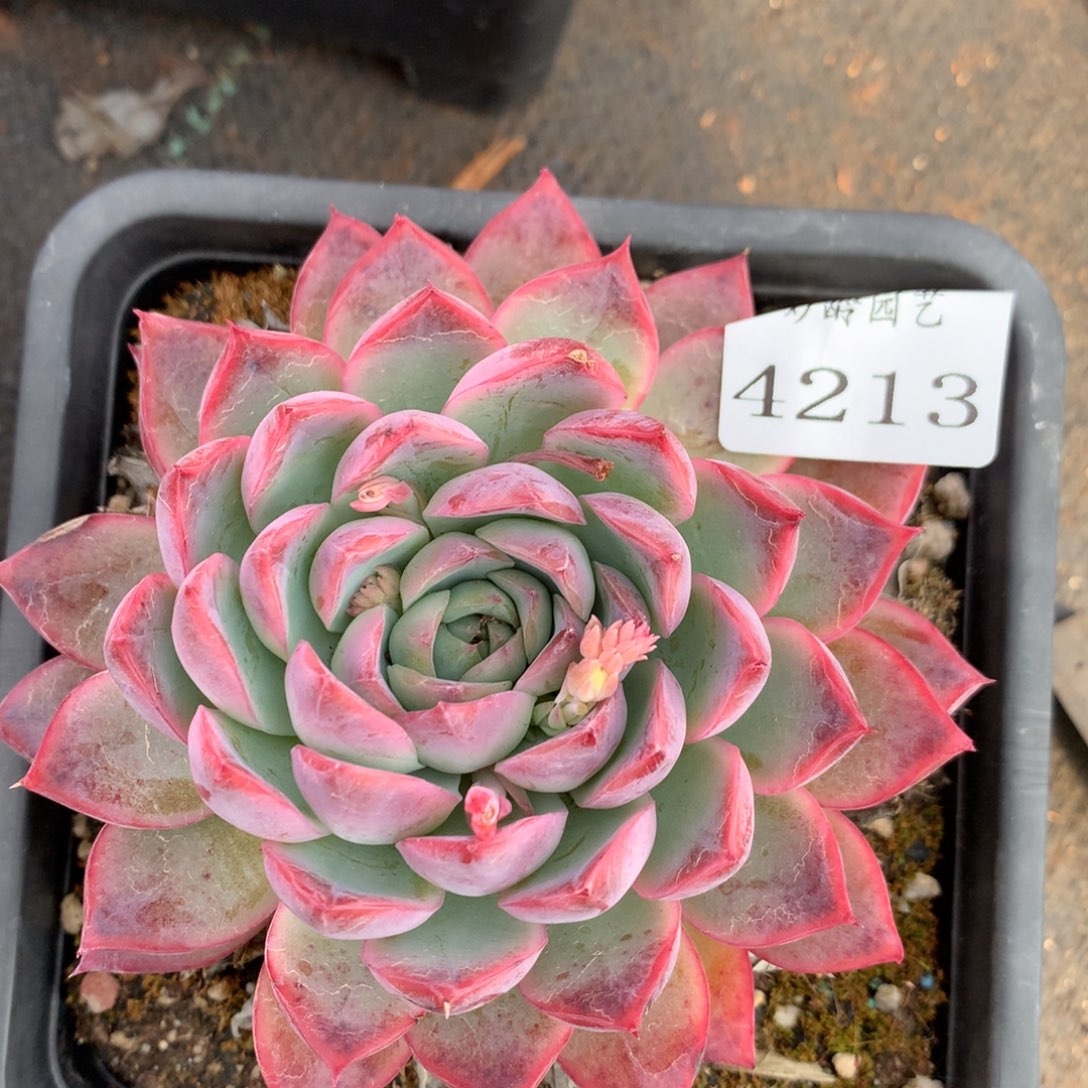 4213杂交多肉植物