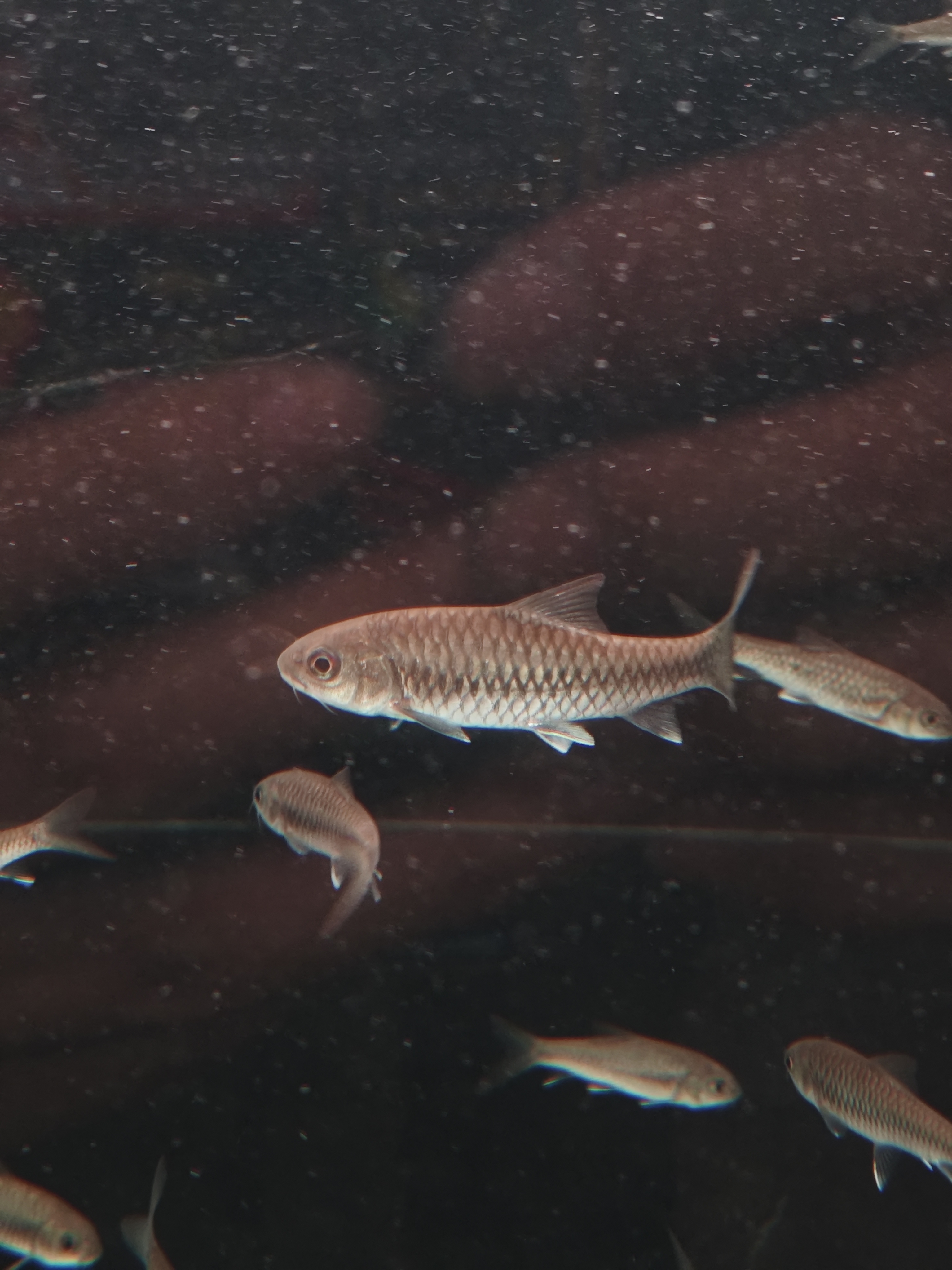 清水河保山包野包真，顺丰包邮包活拍1发2，新疆西藏补邮费