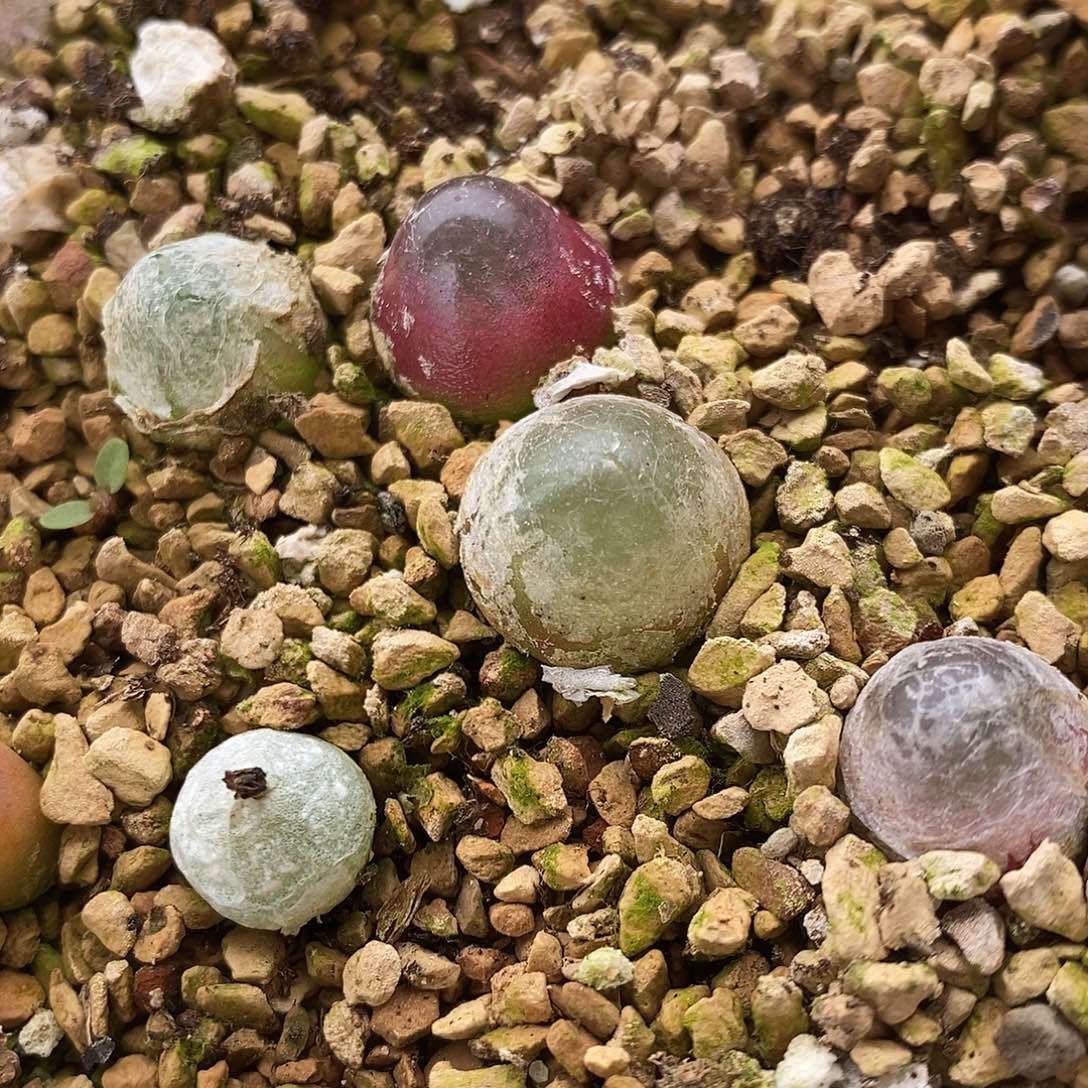 1厘米以上灯泡10颗。      