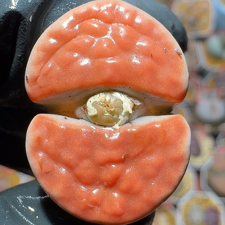 生石花111111。  355