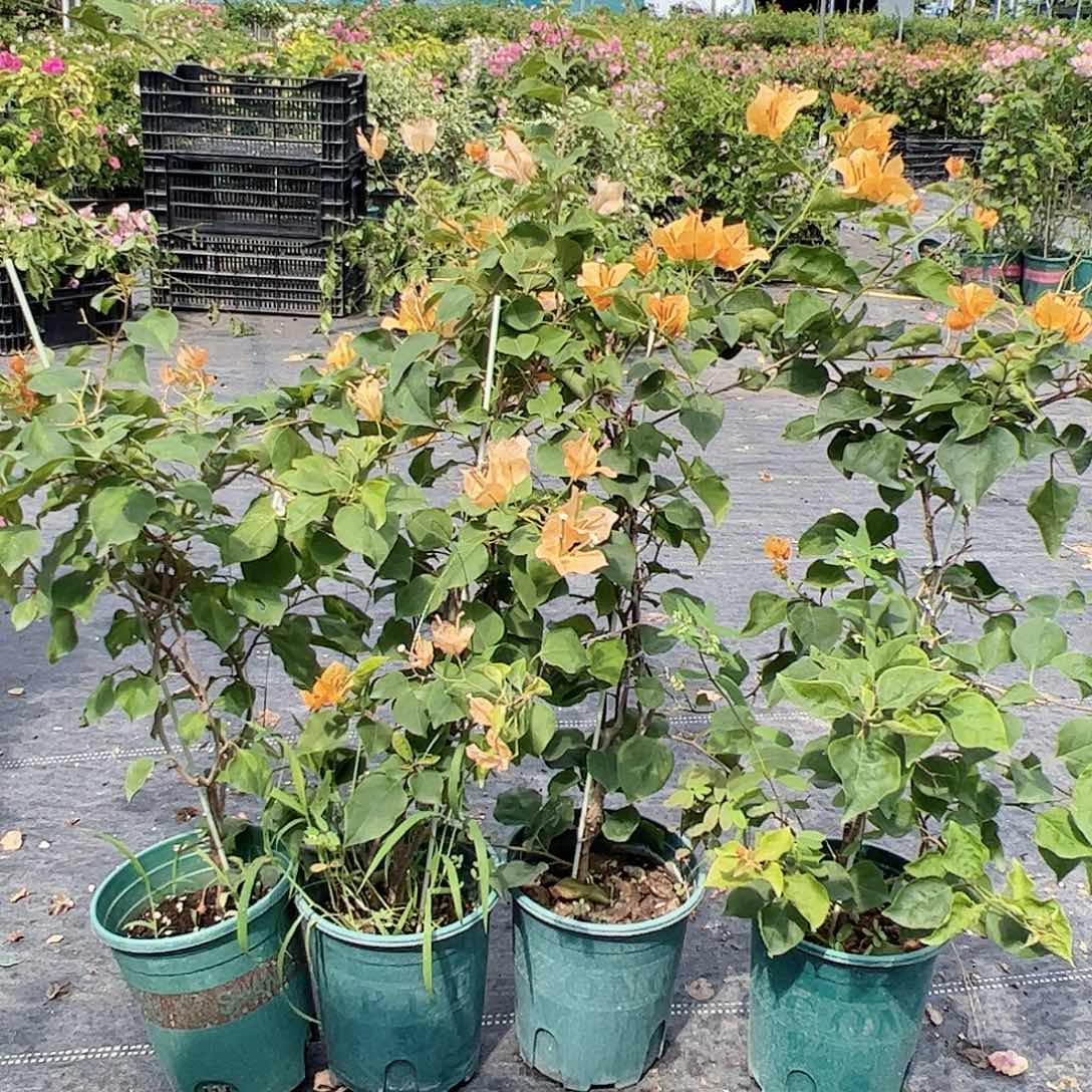 大部分开放少量花苞金色光辉一颗