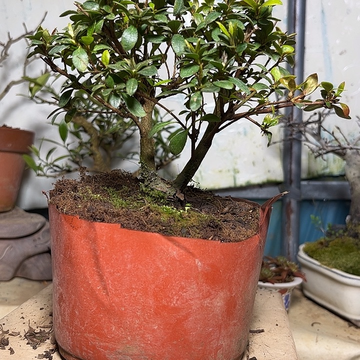 手***刀无花朵娟之舞236588908